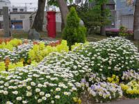 みんなを出迎える花壇の花々です。元気もりもり。