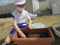 種を植えたよ