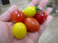収穫したミニトマト