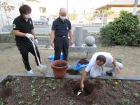 木が大きくなりすぎないよう、鉢を埋めてその中に木を植えます。